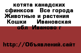 котята канадских сфинксов - Все города Животные и растения » Кошки   . Ивановская обл.,Иваново г.